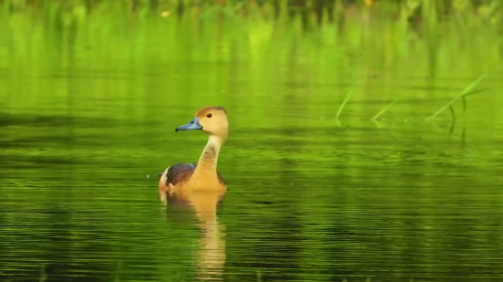 Many Videos Free, Goose, Waterfowl, Bird, Aquatic Bird, Duck
