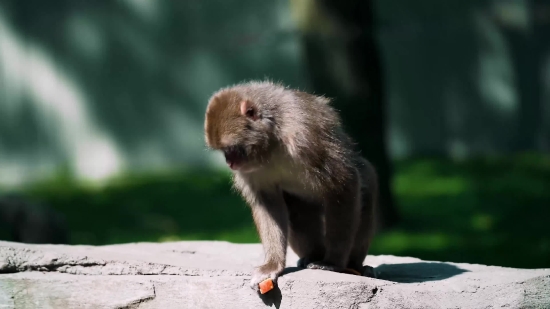 Mentahan Background Video, Macaque, Monkey, Primate, Wildlife, Ape