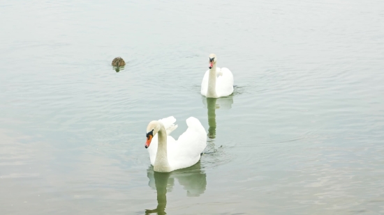 Minecraft Powerpoint Background, Bird, Water, Lake, Swan, Wildlife