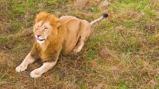 Motion Background No Copyright, Lion, Big Cat, Feline, Predator, Cat