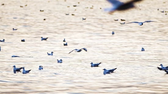 Motion Graphics Sounds Free Download, Goose, Bird, Coot, Waterfowl, Aquatic Bird