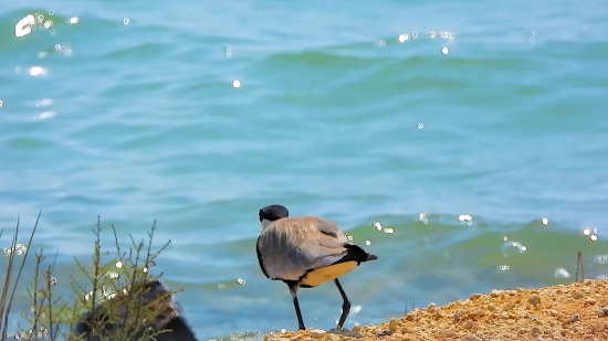 Motivational Background Video No Copyright, Goose, Waterfowl, Bird, Aquatic Bird, Wildlife