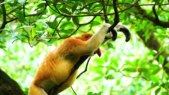 Movie Starting Video Clip Download, Proboscis Monkey, Monkey, Primate, Wildlife, Tree