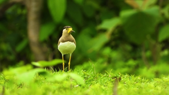 Moving Background Hd, Goldfinch, Finch, Bird, Beak, Feather