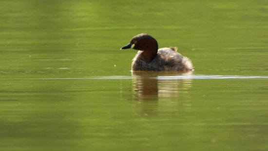 Moving Clouds Background Video Download, Drake, Duck, Waterfowl, Bird, Wildlife
