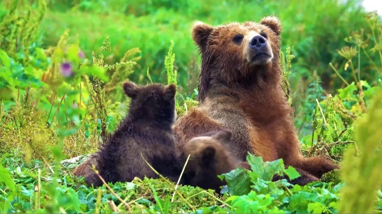 Nature Copyright Free Videos, Brown Bear, Bear, Mammal, Wild, Wildlife