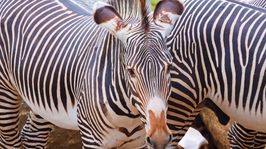 Ncs Background Video Download, Zebra, Equine, Ungulate, Wildlife, Safari