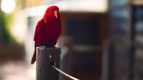 News Green Screen Video Download, Parrot, Bird, Macaw, Beak, Feather