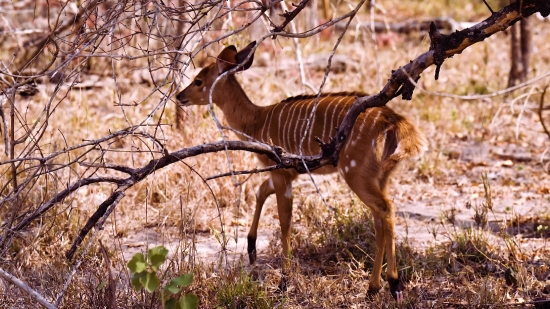 No Copyright Free Music For Youtube Videos, Impala, Antelope, Ruminant, Wildlife, Deer