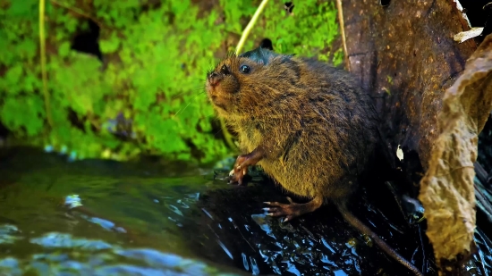 No Copyright Funny Video Clip, Beaver, Rodent, Mammal, Wildlife, Fur