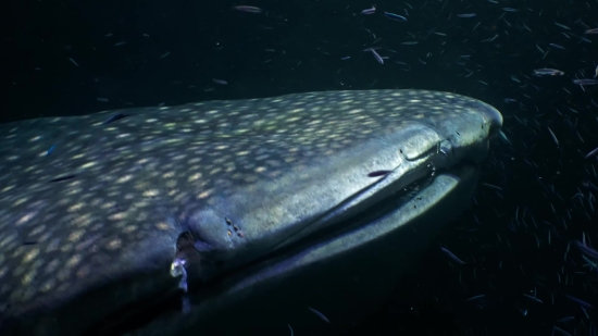 No Copyright Motion Graphics Download, Eel, Fish, Water, Sea, Ocean