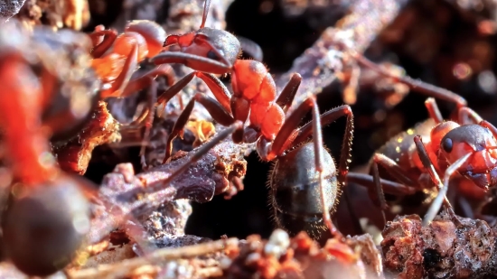 Online Video Downloader, Crustacean, Arthropod, Invertebrate, Crab, Animal
