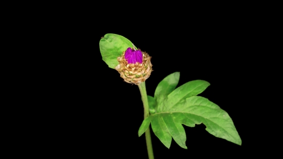 Online Youtube Video Downloader Vidmate, Flower, Bud, Plant, Pink, Blossom