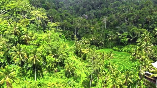 Party Stock Footage Free, Tree, Woody Plant, Vascular Plant, Plant, Landscape
