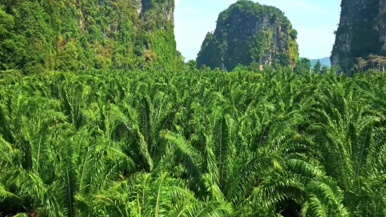 Ppt Video Background Free Download, Tree, Plant, Vascular Plant, Woody Plant, Forest