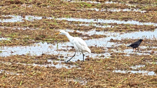 Premium Stock Footage, Wading Bird, Bird, Aquatic Bird, Heron, Egret