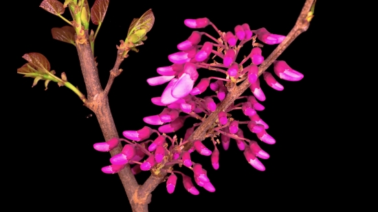 Psychedelic Stock Footage, Western Redbud, Shrub, Woody Plant, Vascular Plant, Plant