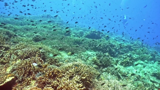Royalty Free Photography, Coral Reef, Reef, Ridge, Underwater, Coral