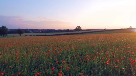Royalty Free Scenery Videos, Sky, Flower, Landscape, Field, Spring