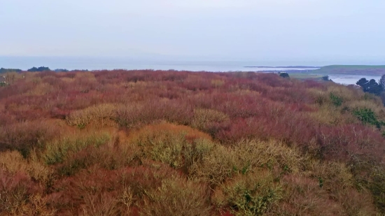 Royalty Video Download, Heath, Vascular Plant, Shrub, Landscape, Field