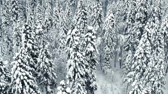 Saxophone Video Clip Free Download, Tree, Snow, Winter, Forest, Birch