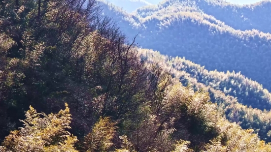 Short Cartoon Video Clips Download, Tree, Landscape, Forest, Mountain, Fir