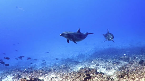 Shotcut, Hammerhead, Shark, Fish, Ocean, Sea