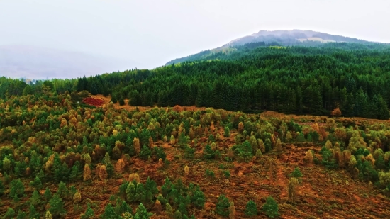 Snow Storm Stock Footage, Highland, Landscape, Sky, Tree, Mountain