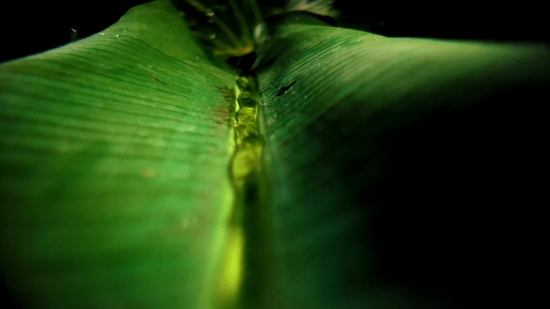 Stunning Free Videos Download, Plant, Herb, Leaf, Vascular Plant, Garden