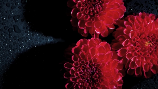 Technology Stock Footage, Pollen, Shrub, Lilac, Plant, Flower