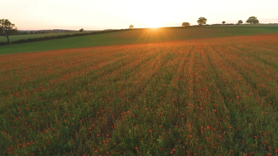 The Best Free Stock Videos, Field Soybean, Field, Soy, Meadow, Grass