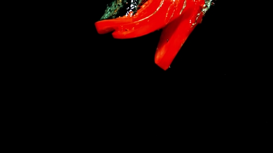 Tiktok Download Free, Flower, Woody Plant, Plant, Petal, Vascular Plant