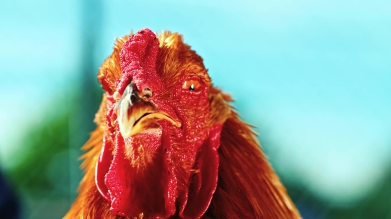 Tubidy Free Music Download, Cock, Bird, Hen, Animal, Portrait