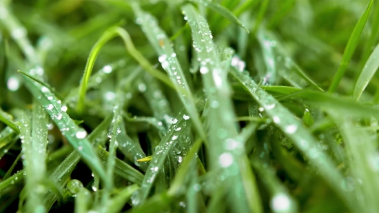 Tubidy Mobi Mp3 Download Mp3 Songs, Plant, Herb, Vascular Plant, Growth, Grass