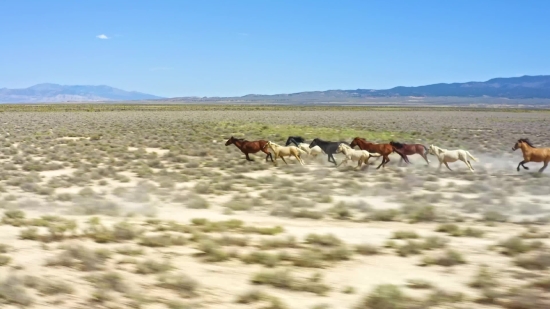 Tunnel Stock Footage, Antelope, Ranch, Cow, Grass, Horses