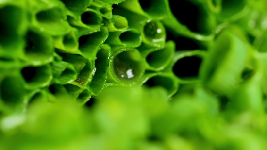 Video Background Easy Worship Free Download, Vegetable, Plant, Herb, Vascular Plant, Lettuce