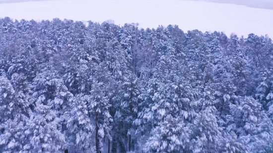 Video Background Powerpoint, Snow, Tree, Ice, Winter, Cold