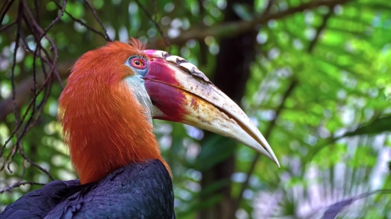 Video Clips, Bird, Beak, Animal, Wildlife, Eye
