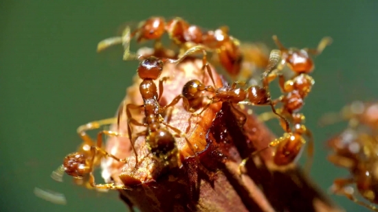 Video Editing Background Hd, Ant, Insect, Arthropod, Invertebrate, Close