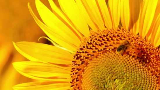 Videos Youtube Videos Free, Sunflower, Flower, Yellow, Summer, Petal