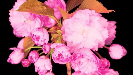 Warehouse Stock Footage, Pink, Flower, Shrub, Flowers, Plant