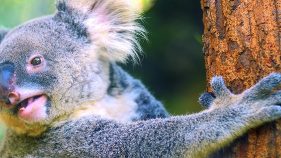 Youtube App Download, Mammal, Herb, Fur, Koala, Vascular Plant