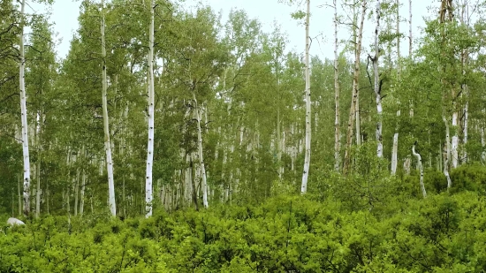 Youtube Bgm Without Copyright, Poplar, Tree, Birch, Forest, Woody Plant
