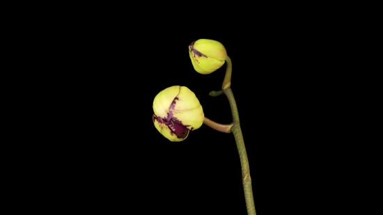 Youtube Downloader Full, Vascular Plant, Plant, Bulbous Plant, Fruit, Flower