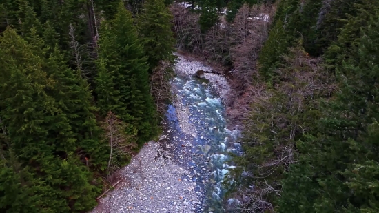 Youtube Free Video Clips Download, Forest, Tree, River, Landscape, Park